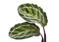 Calathea roseopicta Ã¢â¬ËIllustrisÃ¢â¬â¢ foliage, Rose-painted calathea plant, Exotic tropical shrubs, isolated on white background